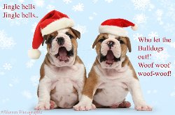 Bulldogs in christmas hats